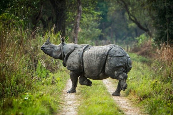 Chitwan - One Horned Rhino