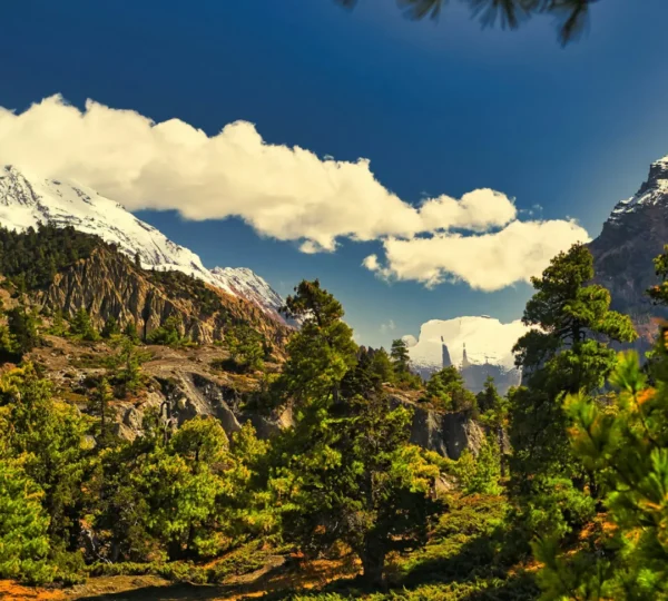 Lush green landscapes along the Annapurna Base Camp trekking route