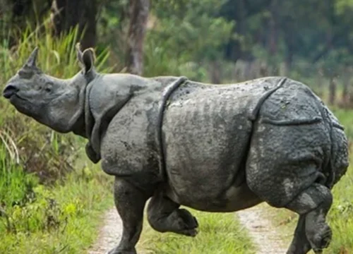 Chitwan Tour - 5 Days