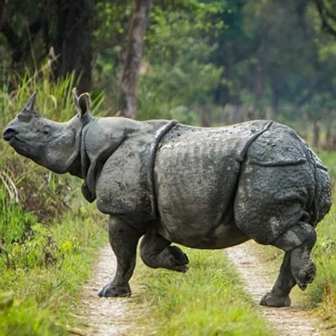 Chitwan Tour-2 Days